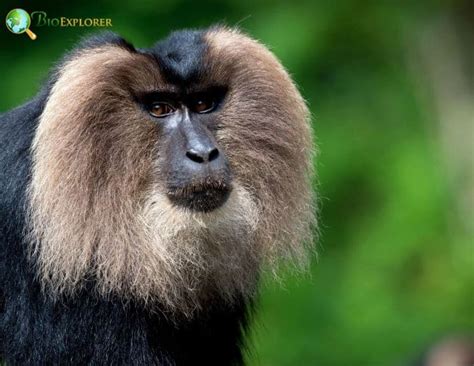 Lion-Tailed Macaque Characteristics | Macaca Silenus Facts