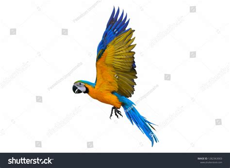 Colorful Flying Parrot Isolated On White Stock Photo 1282363003 ...