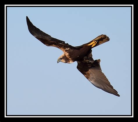 Carl Bovis Nature Photography Marsh Harrier Buzzard Kingfisher And