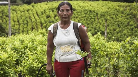 Los Cultivos De Coca En Colombia Alcanzan R Cord Hist Rico Columna