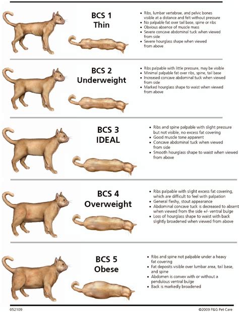 Cat Body Condition Score Chart How To Score Your Cat 1 9 45 Off