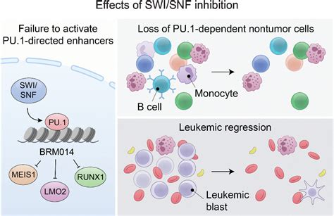 Study Reveals Epigenetic Vulnerability Of Acute Myeloid Leukemia