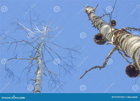 Naked Birch Trees Looking Up Stock Photo Image Of Majestic Shot 97231542