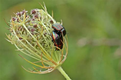 Rainbow Beetle Images Search Images On Everypixel