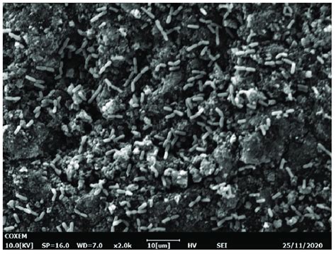 Sem Image Of The Activated Carbon Surface With Attached Bacterial Cells