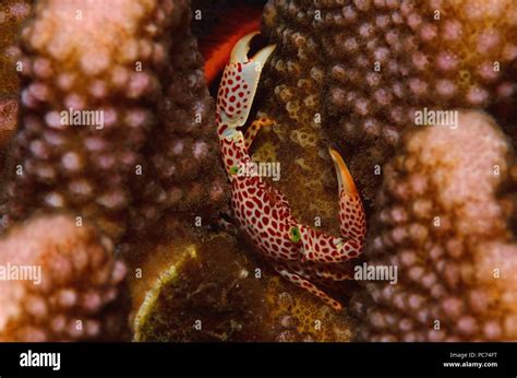 Crab Krabbe Brachyura Stock Photo Alamy