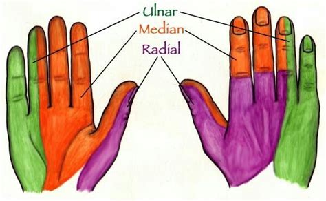 Nerve Innervation Of The Hand Hand Therapy Physical Therapy