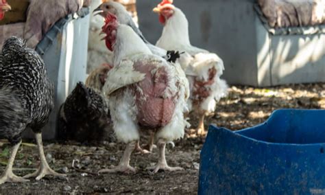 Por qué las gallinas se picotean el trasero Lo que hay que hacer