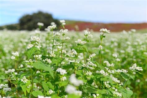 17 Drought Tolerant Plants Southern California You Will Love