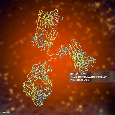 Immunoglobulin G Antibody Molecular Model High Res Vector Graphic Getty Images