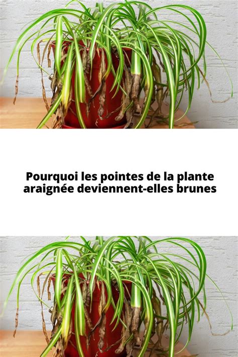 Pourquoi Les Pointes De La Plante Araign E Deviennent Elles Brunes