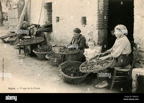 Clasificaci N De La Calidad De Las Ciruelas Pasas Recolectadas En Agen