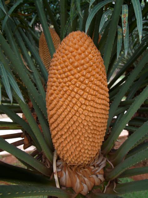 Cycas Revoluta Wikipedia Edu Svet Gob Gt