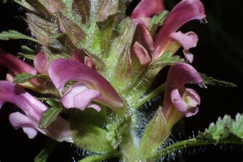 Lousewort (Pedicularis) facts and health benefits