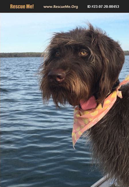 Adopt German Wirehaired Pointer Rescue Moorhead Mn