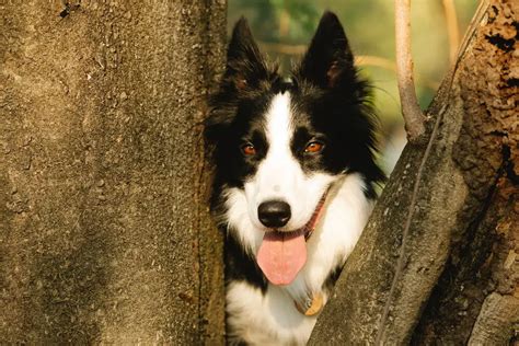 When Do Border Collie Ears Stand Up And Why Bordercollietalk