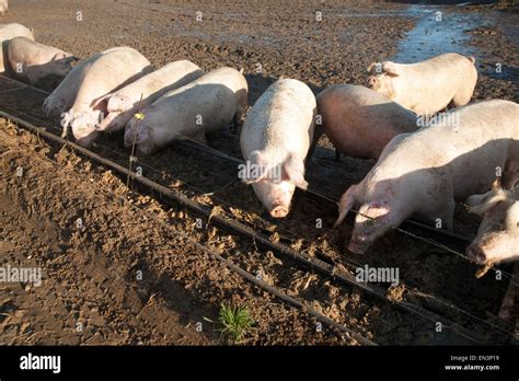 Free Range Pig Farming Tunstall Suffolk England Uk Stock Photo Alamy