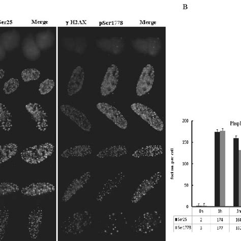 Ser And Ser Of Bp Differed In Nuclear Foci Formation A