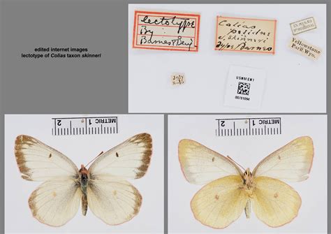 Colias Pelidne Skinneri Lectotype Norbert Kondla Flickr