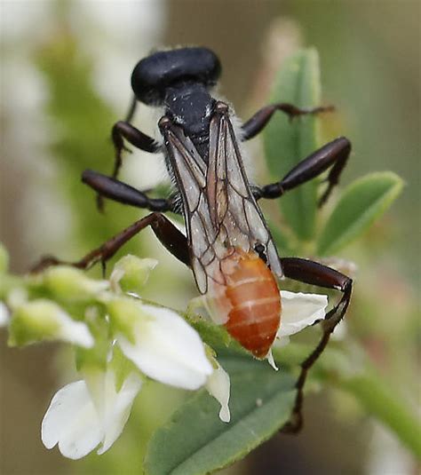 Unknown Wasp Prionyx Bugguide Net