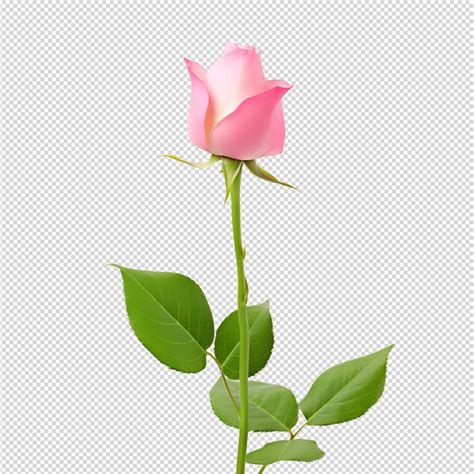 Premium Psd Pink Rose Flower Head Isolated On White