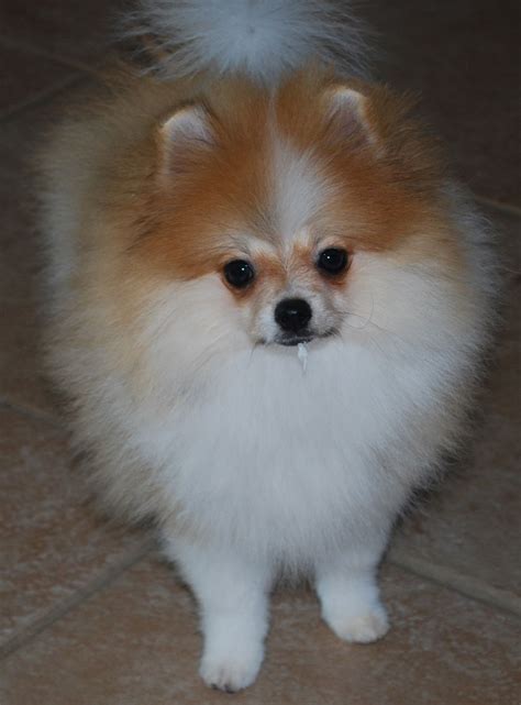 Pomeranian Uglies Pictures Pets Lovers