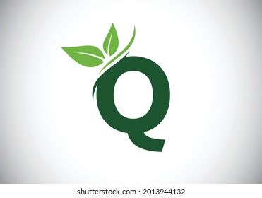 Initial Q Monogram Alphabet Two Leaves Stock Vector Royalty Free