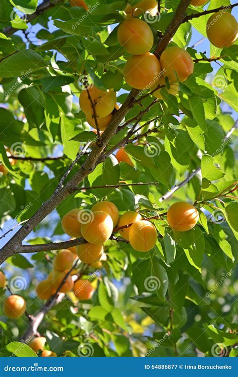 Branch Of An Apricot Tree With Ripe Fruits Stock Image Image Of