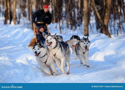 Husky Dogs Are Pulling Sledge At Winter Forest In Russia Editorial