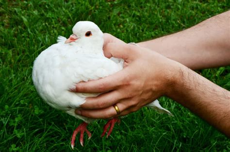 How To Catch A Pigeons Safely Without Hurting It Ne Pigeon Supplies