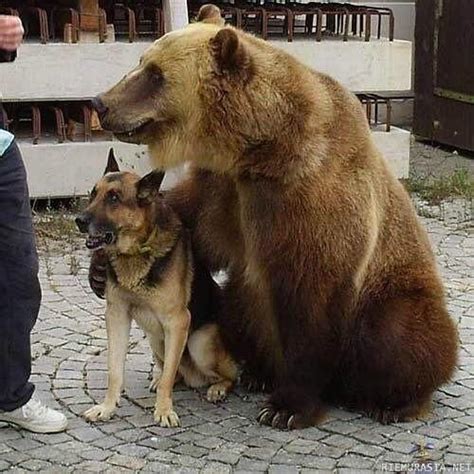 Large dog and smaller dog are friends : r/AnimalsBeingBros