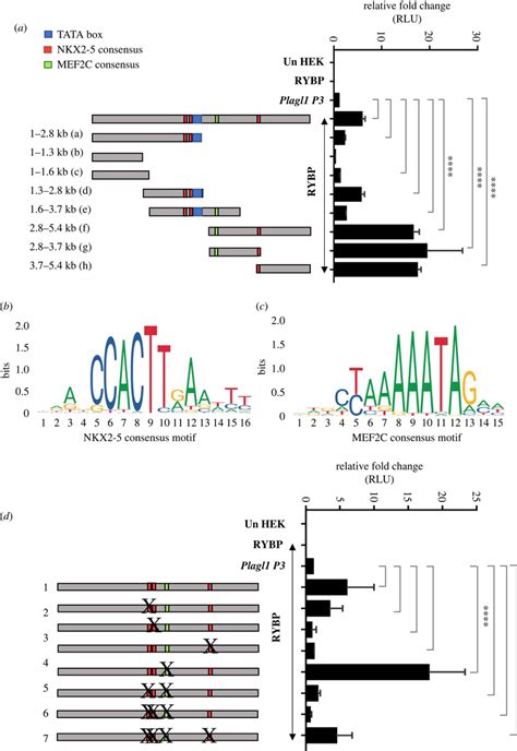 Nkx Consensus Sites Are Required For The Activation Of The Plagl P