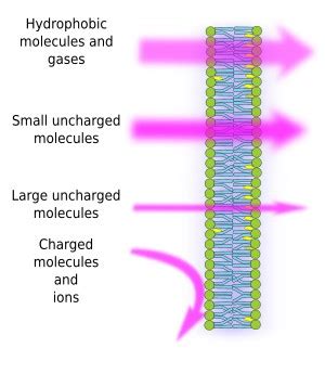 cell membrane permeability biology simple