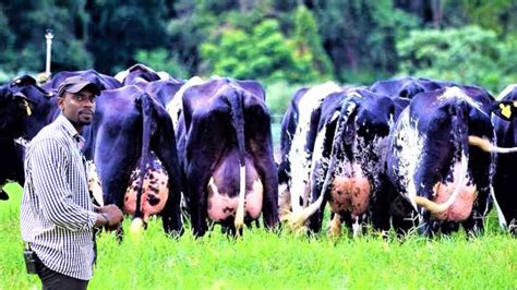 From Ankole Cows To Pure Girolando Using Digital Ai Artificial