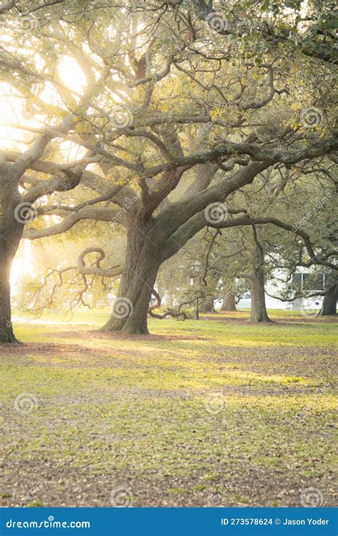 Branches Of Southern Magnolia Magnolia Grandiflora Tree With Leaves And