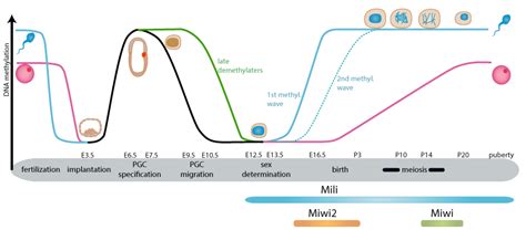 Epigenetics Hannon Laboratory