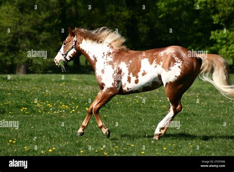 American Paint Horse Stallion Stock Photo Alamy