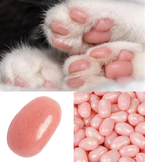 Cat Paws Are Made Of Jelly Beans 9gag