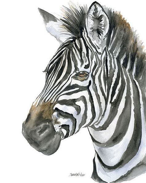 Zebra Watercolor Painting 8 X 10 85x11 Giclee Print Reproduction