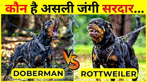 Doberman Vs Rottweiler Fight Comparsion Doberman Pinscher In India