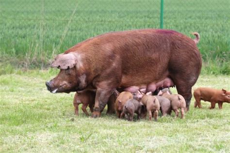 Duroc Pigs Breed Profile Characteristics And Photos