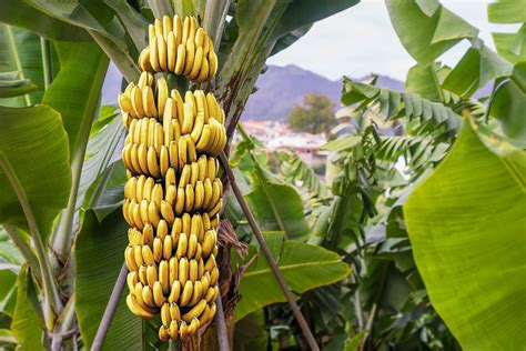 Kit 25 Mudas De Banana Maçã Prata Ou Nanica Frete Grátis Vita Oliva