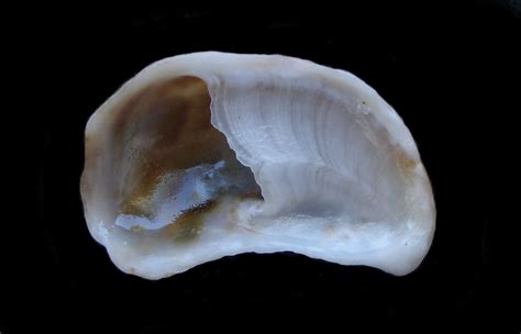 Cup And Saucer Shells And Slipper Limpet Shells Of The Calyptraeidae