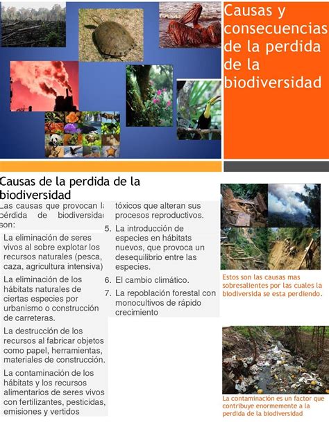 Perdida De Biodiversidad Causas Y Consecuencias Explicadas Eco360