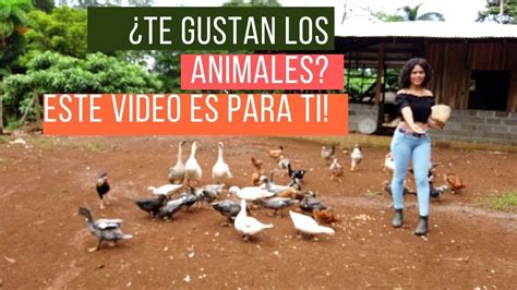 Visité una finca con muchos animales YouTube