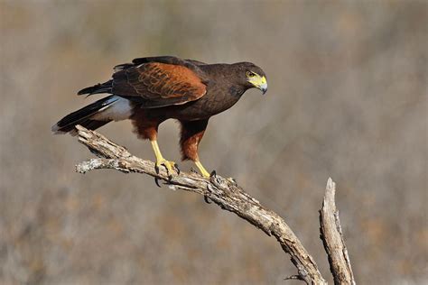 Harris S Hawk Parabuteo Unicinctus Photograph By Larry Ditto Fine