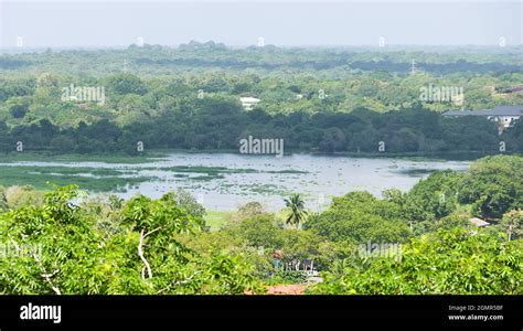 Vistas panorámicas de la selva tropical los bosques las plantaciones