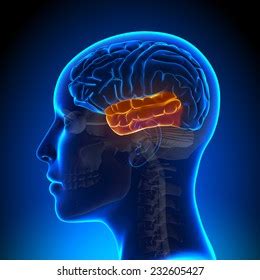 Female Temporal Lobe Anatomy Brain Stock Illustration