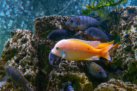 African Cichlids Cichlidae Complete Care Guides Tank Mates Faqs