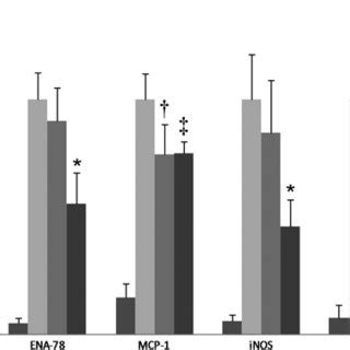 Effects of NF κB inhibition on SAA induced inflammatory gene expression